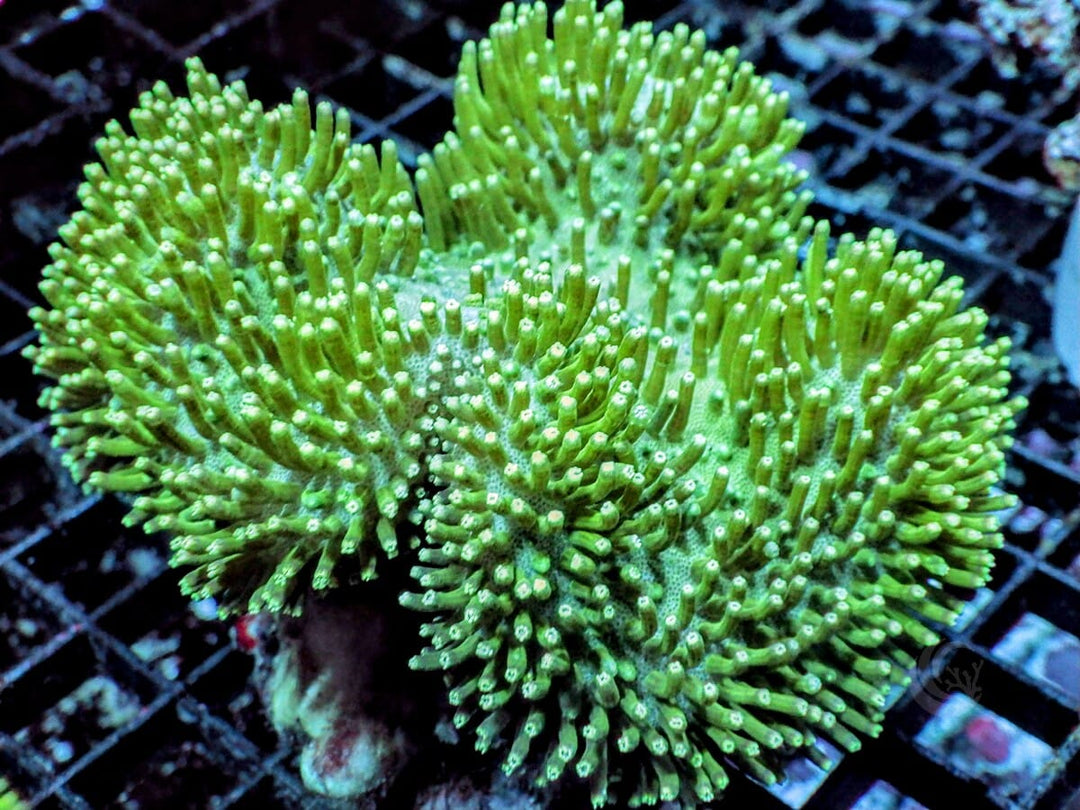 Green Toadstool Leather