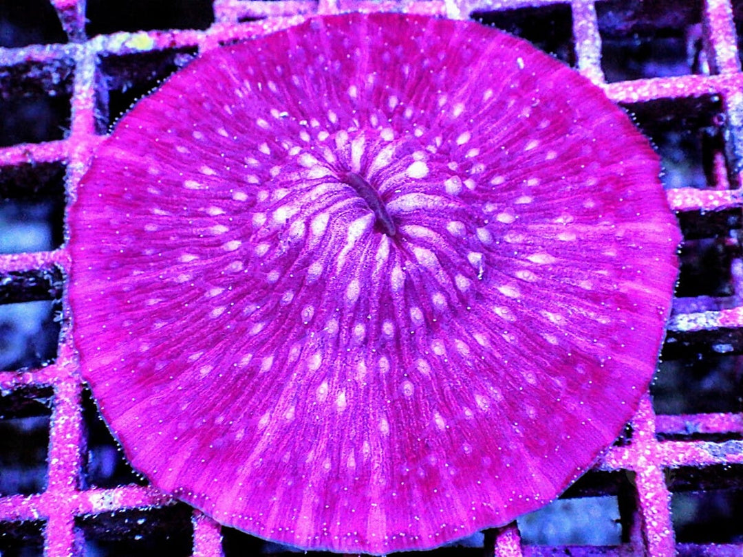 Magenta Fungia