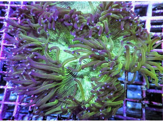 Purple tip Cultured Elegance