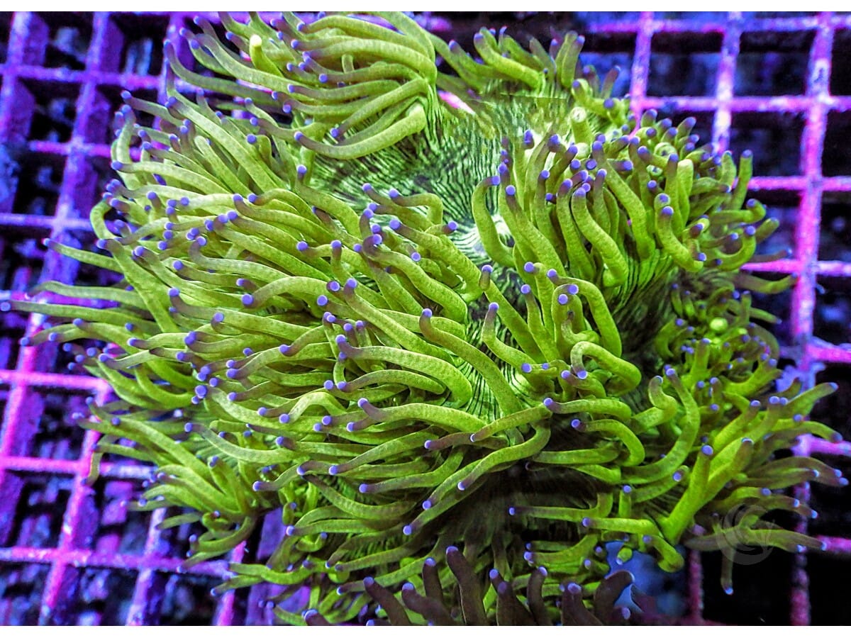 Purple tip Cultured Elegance