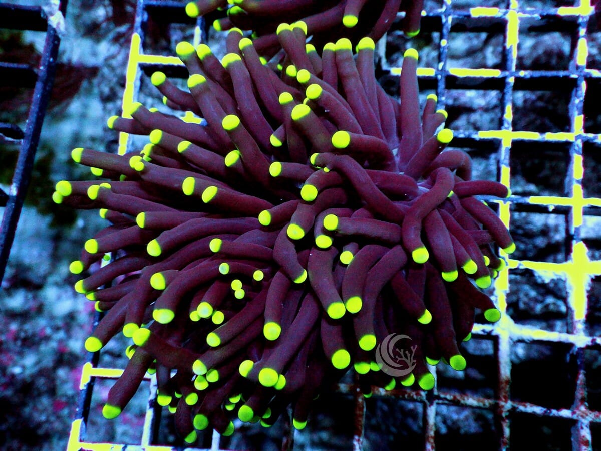 Black Dahlia Torch