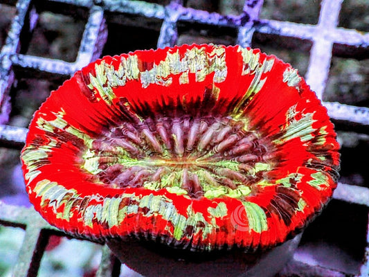 Red Australian Trachyphyllia