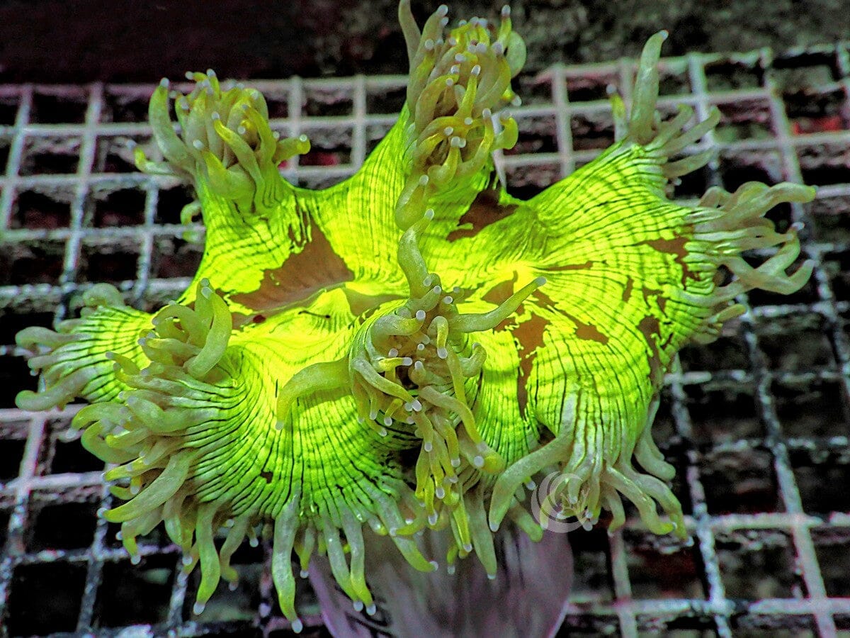 Purple Tip Australian Neon Elegance