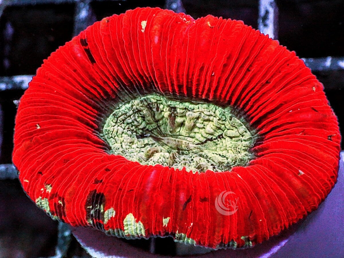 Red Australian Trachyphyllia