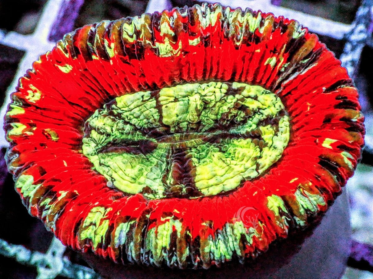 Red Australian Trachyphyllia