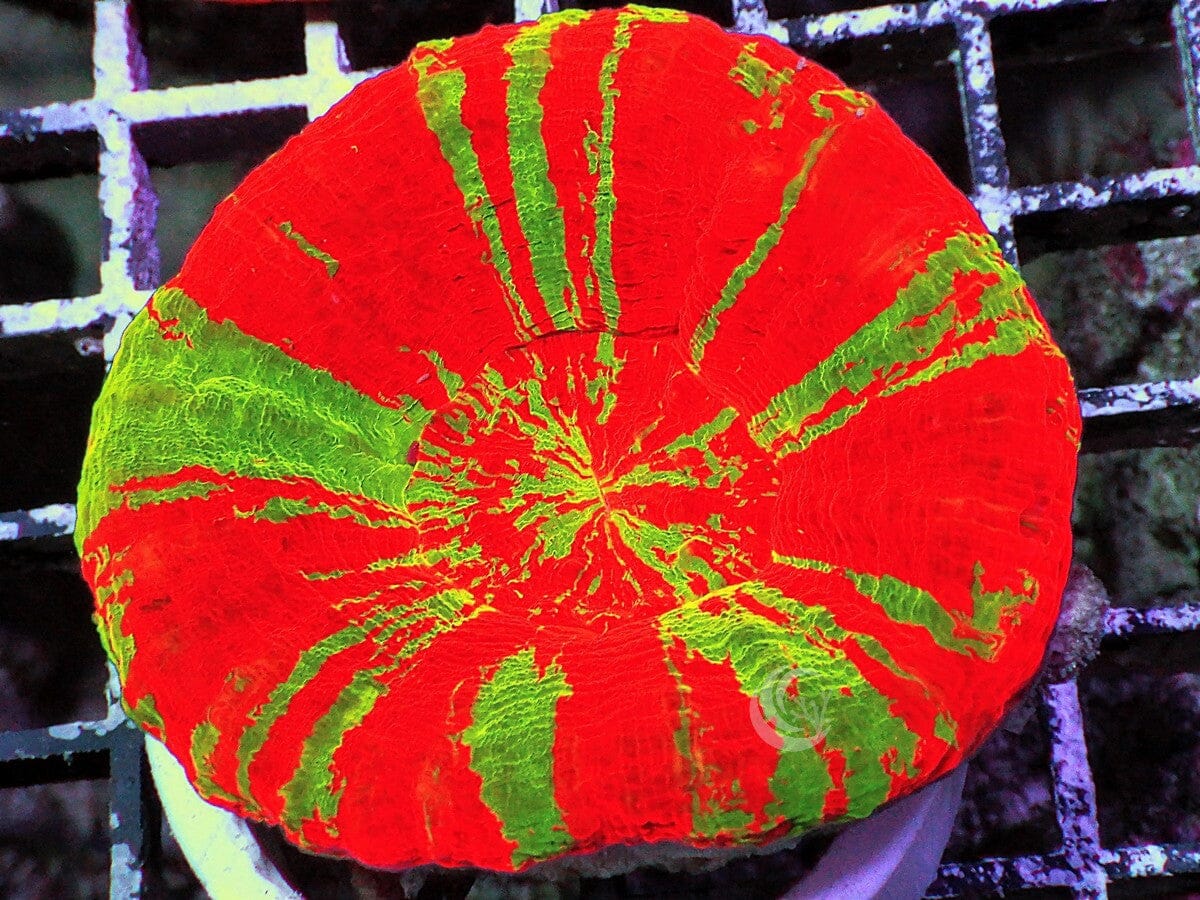 Ultra Bleeding Apple Scolymia