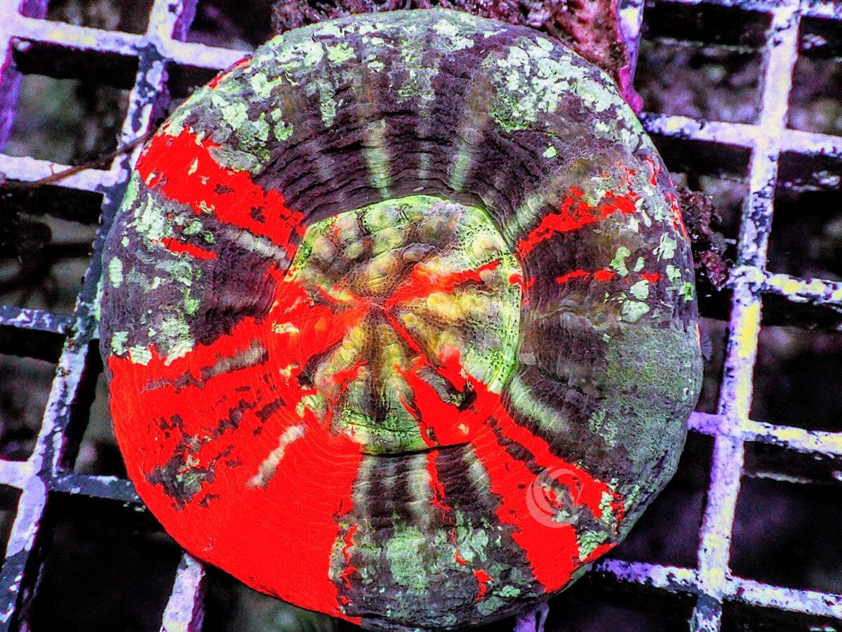 War Paint Australian Scolymia