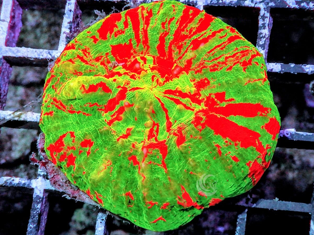 Ultra Bleeding Apple Australian Scolymia