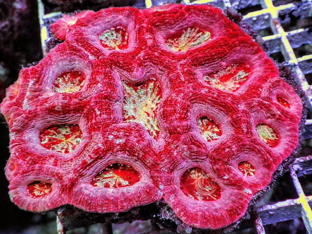 Pink-Red Showpiece Australian Acan bowerbanki