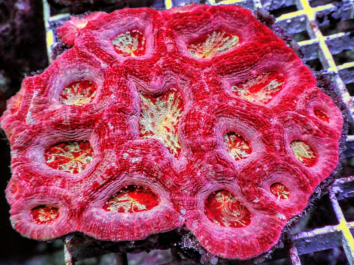 Pink-Red Showpiece Australian Acan bowerbanki