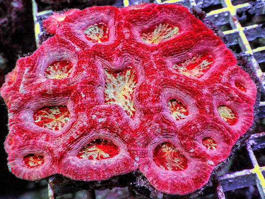 Pink-Red Showpiece Australian Acan bowerbanki