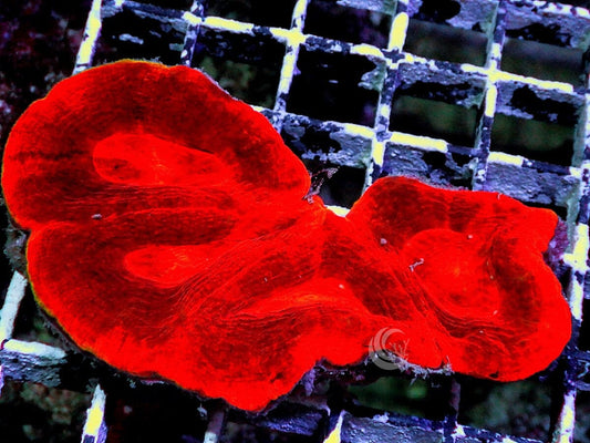 Glowing Red-Orange Australian Acan bowerbanki