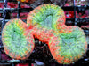 Ultra Australian Lobophyllia