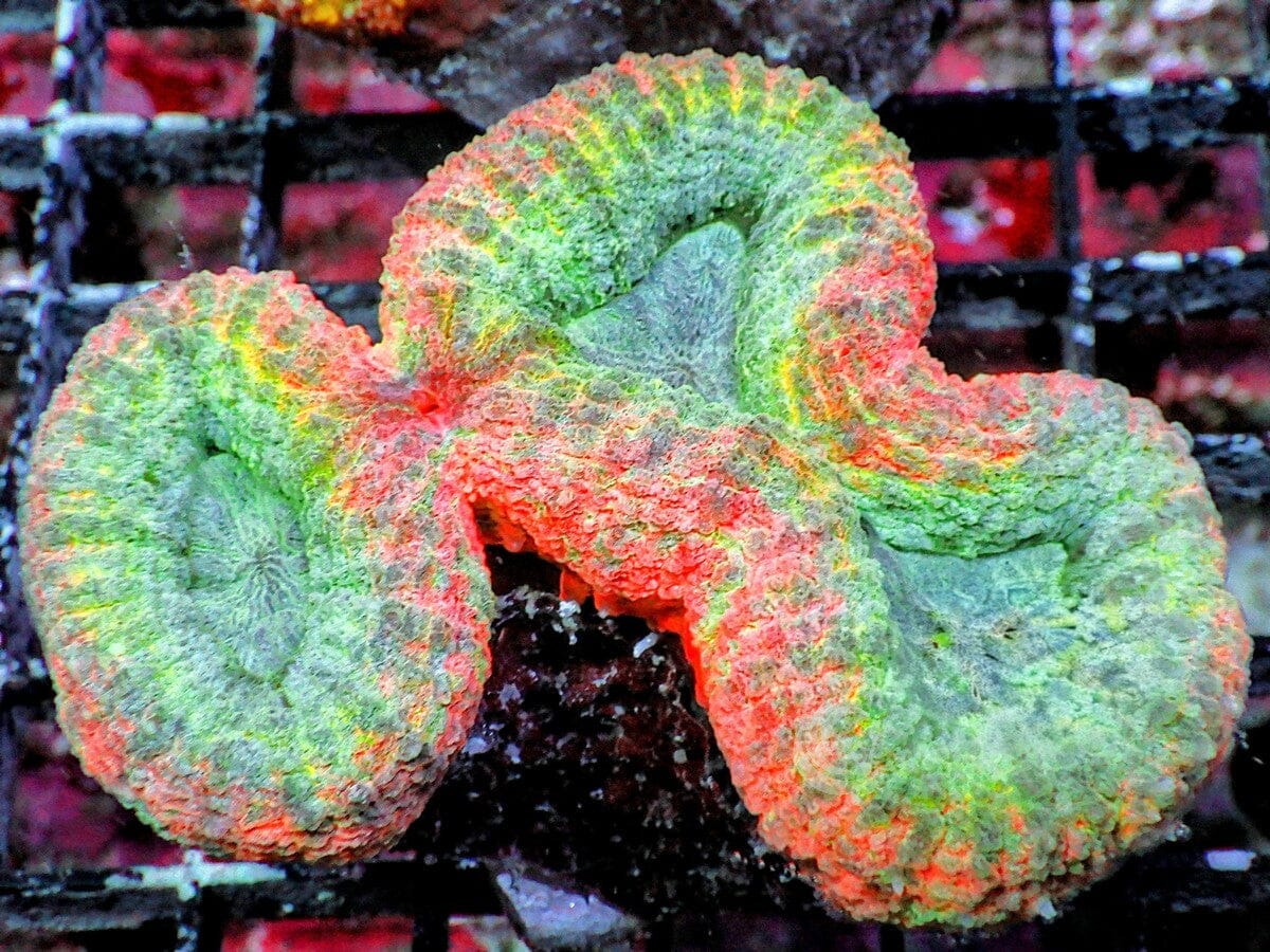 Ultra Australian Lobophyllia
