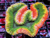 Ultra Australian Lobophyllia