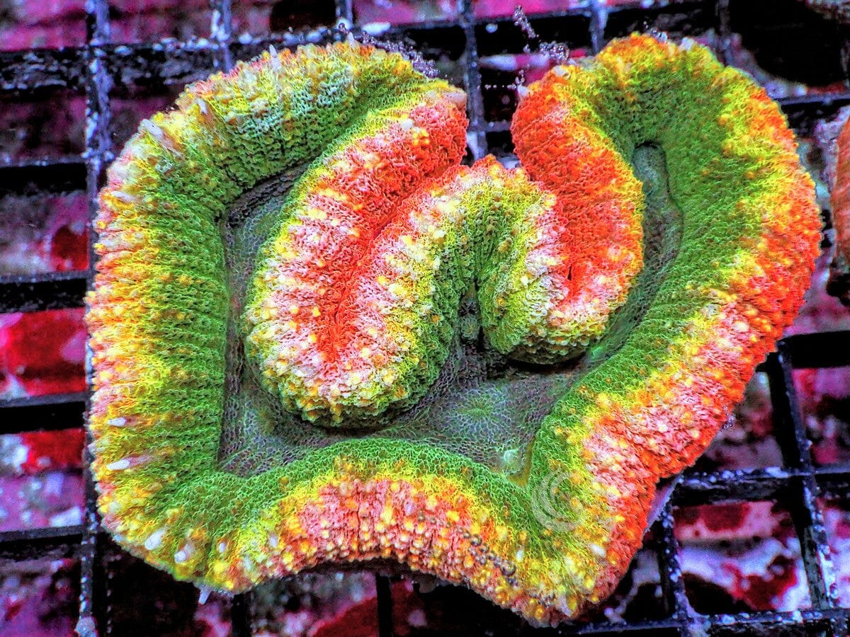 Ultra Australian Lobophyllia