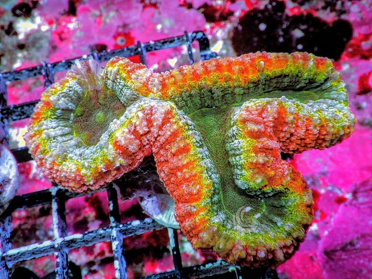 Ultra Australian Lobophyllia
