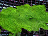 Big Green Plating Montipora