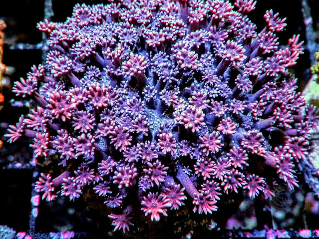 Purple Violets Goniopora