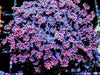 Purple Violets Goniopora