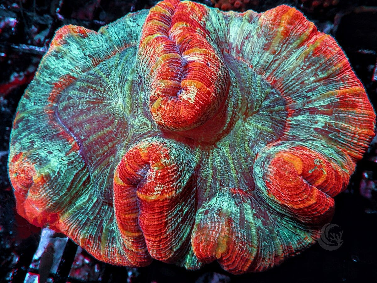 Orange-red rim Trachyphyllia 
