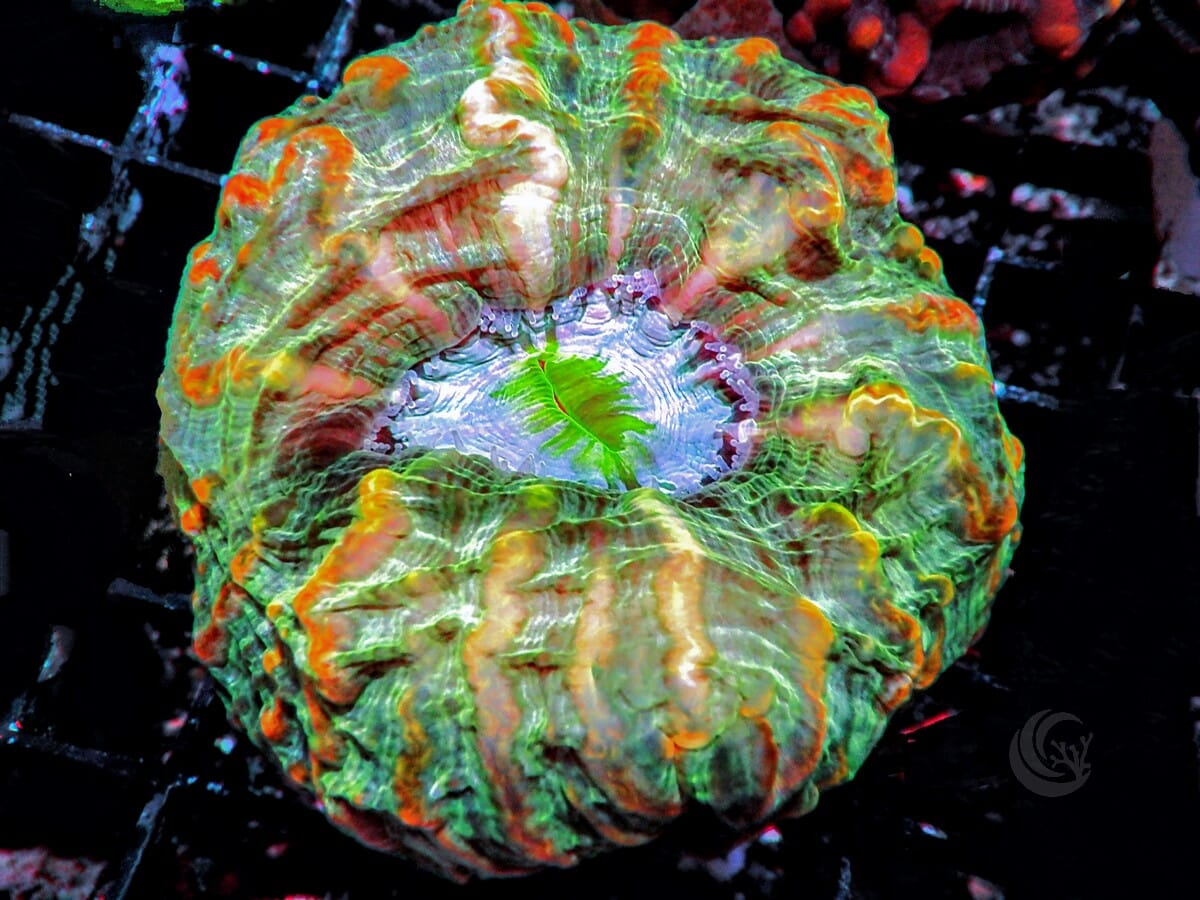 MultiColor Indophyllia