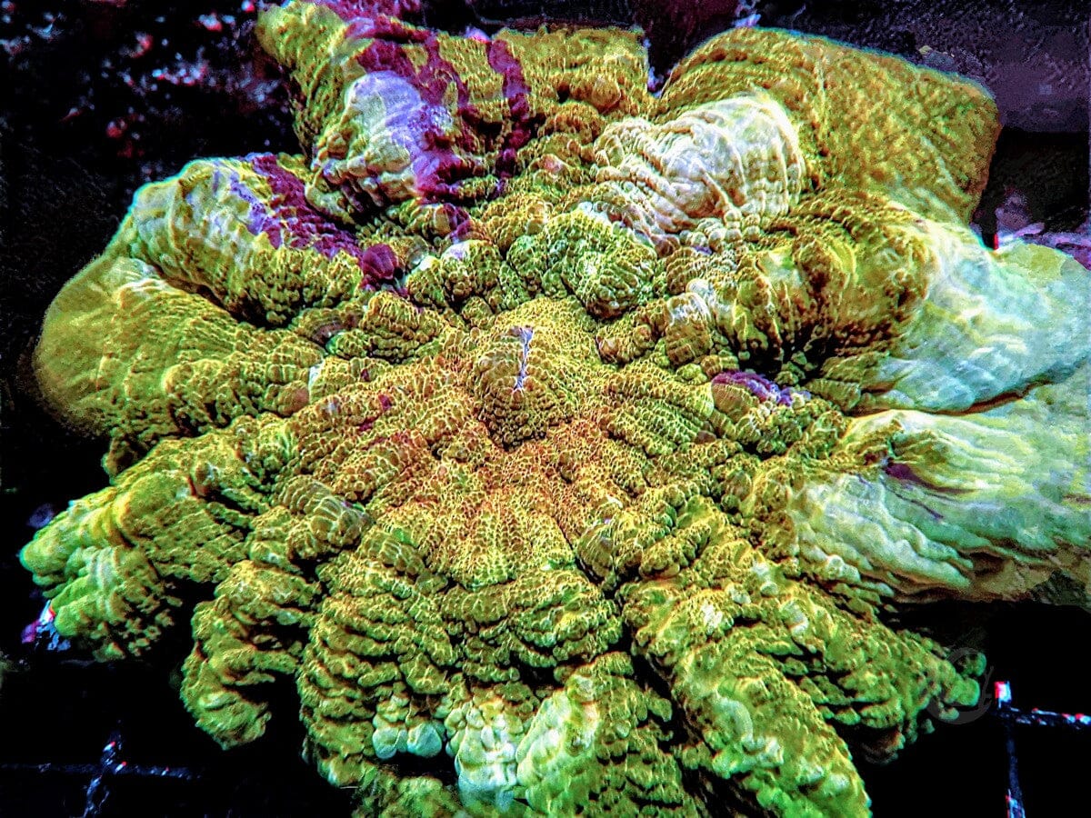 Purple Streak Lemon Acanthophyllia