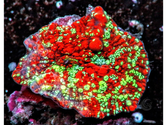 Jawbreaker Mushroom