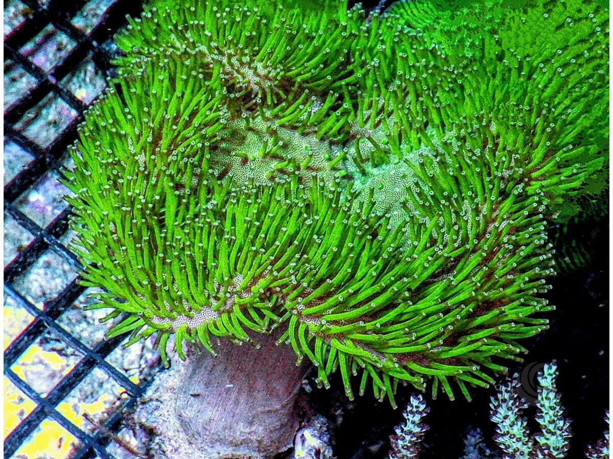 Long Green Polyp Toadstool Leather