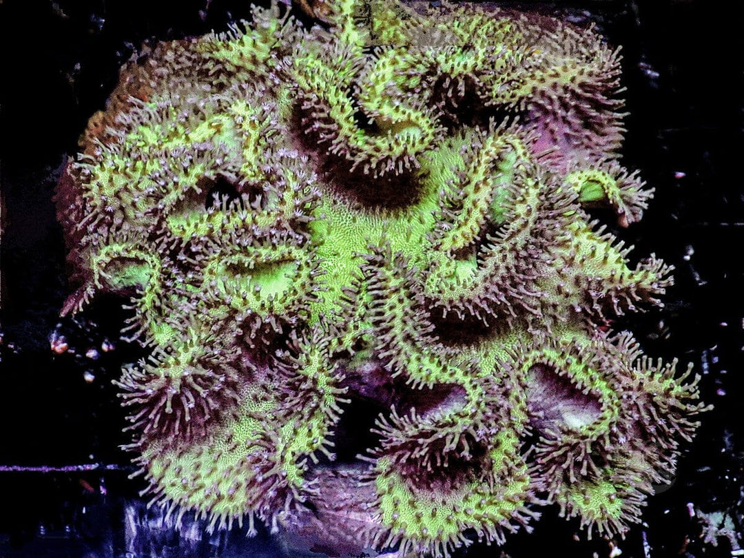Ruffled Toadstool Leather