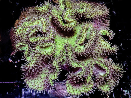 Ruffled Toadstool Leather