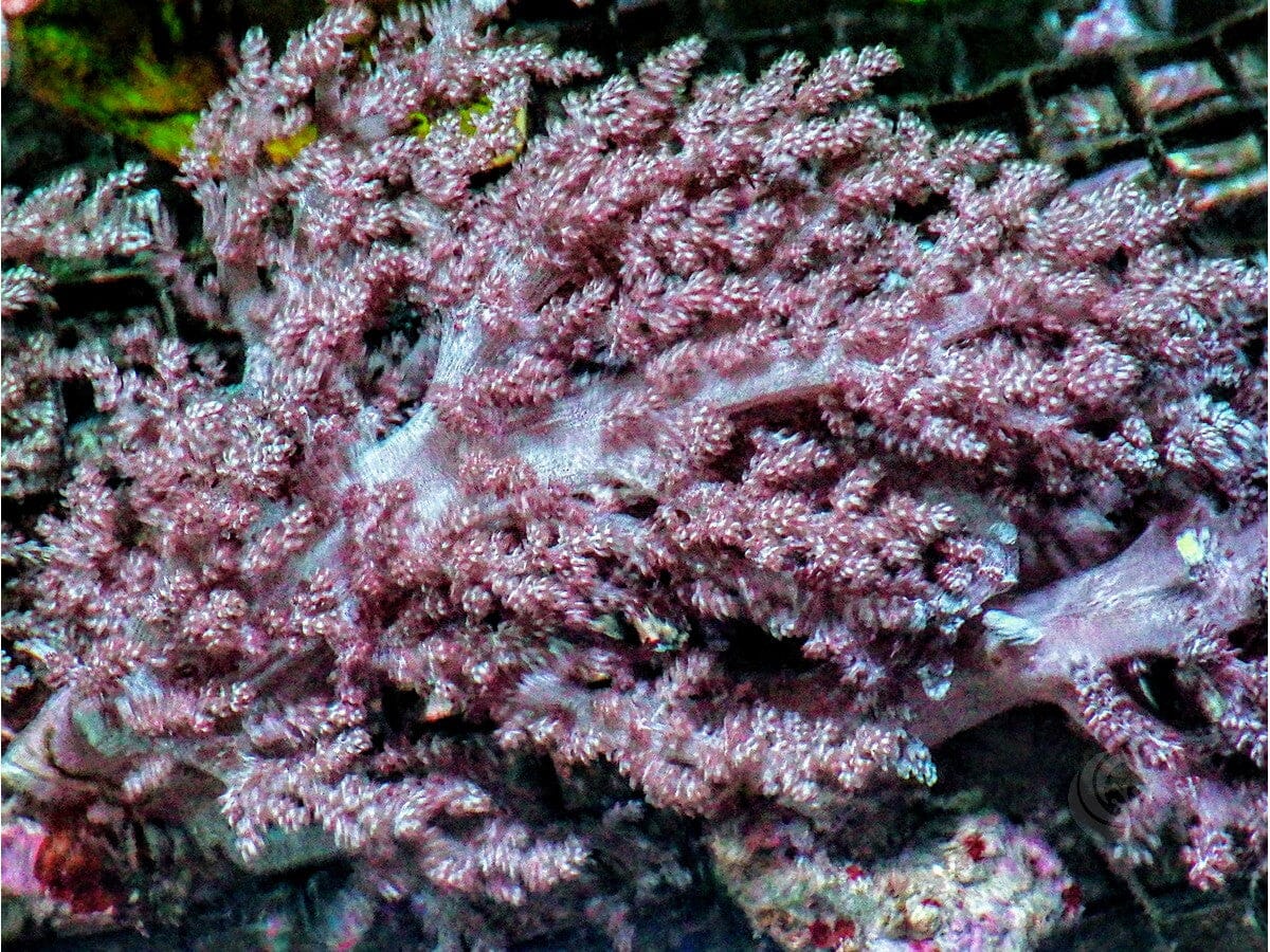 Nepthea Tree Leather