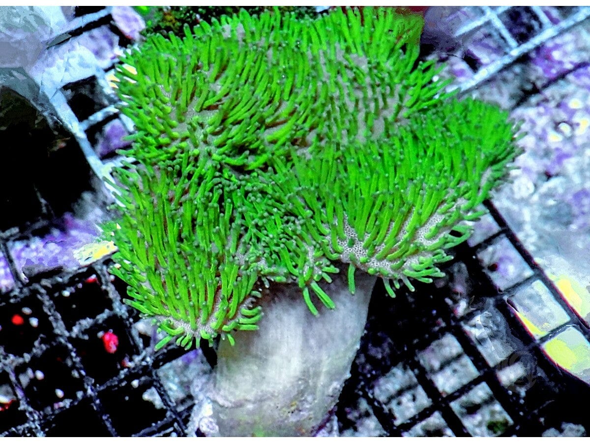 Long Green polyp Toadstool Leather