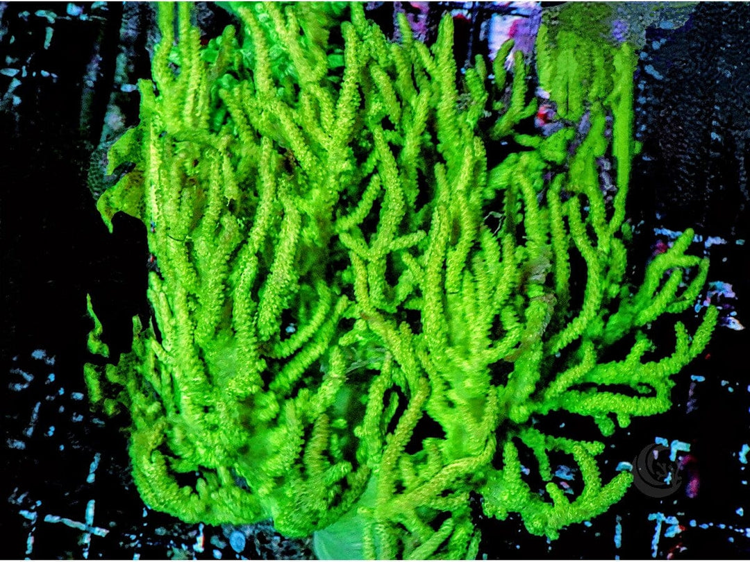 Neon Spaghetti Sinularia Finger Leather