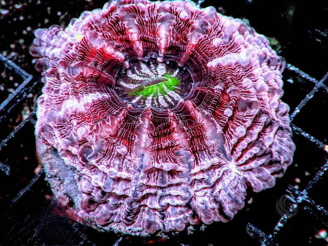 Super Pink Indophyllia