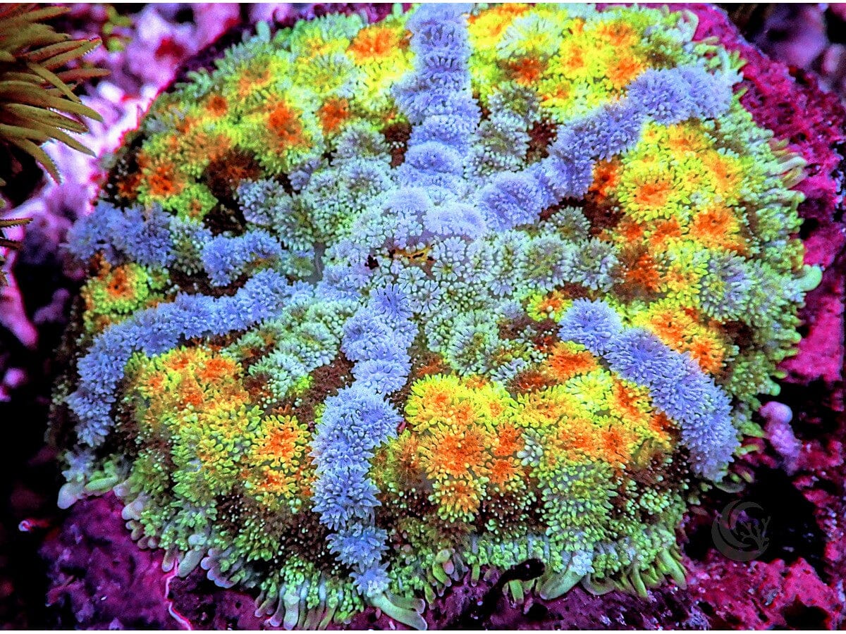 Rainbow Carpet Mushroom