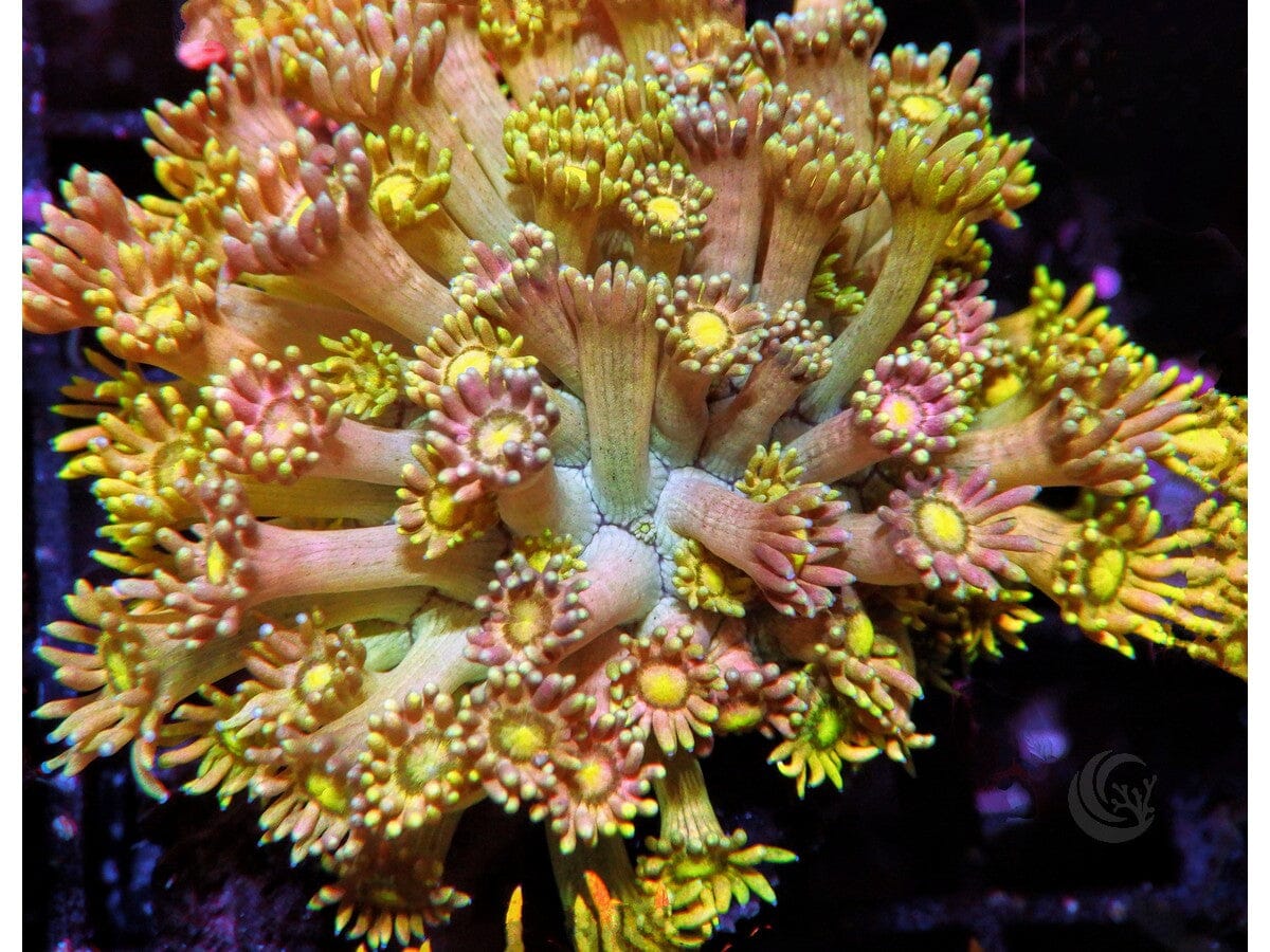 Yellowbelly Pink Goniopora