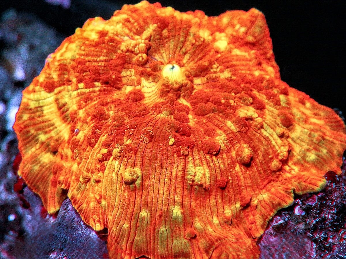 Jawbreaker Mushroom
