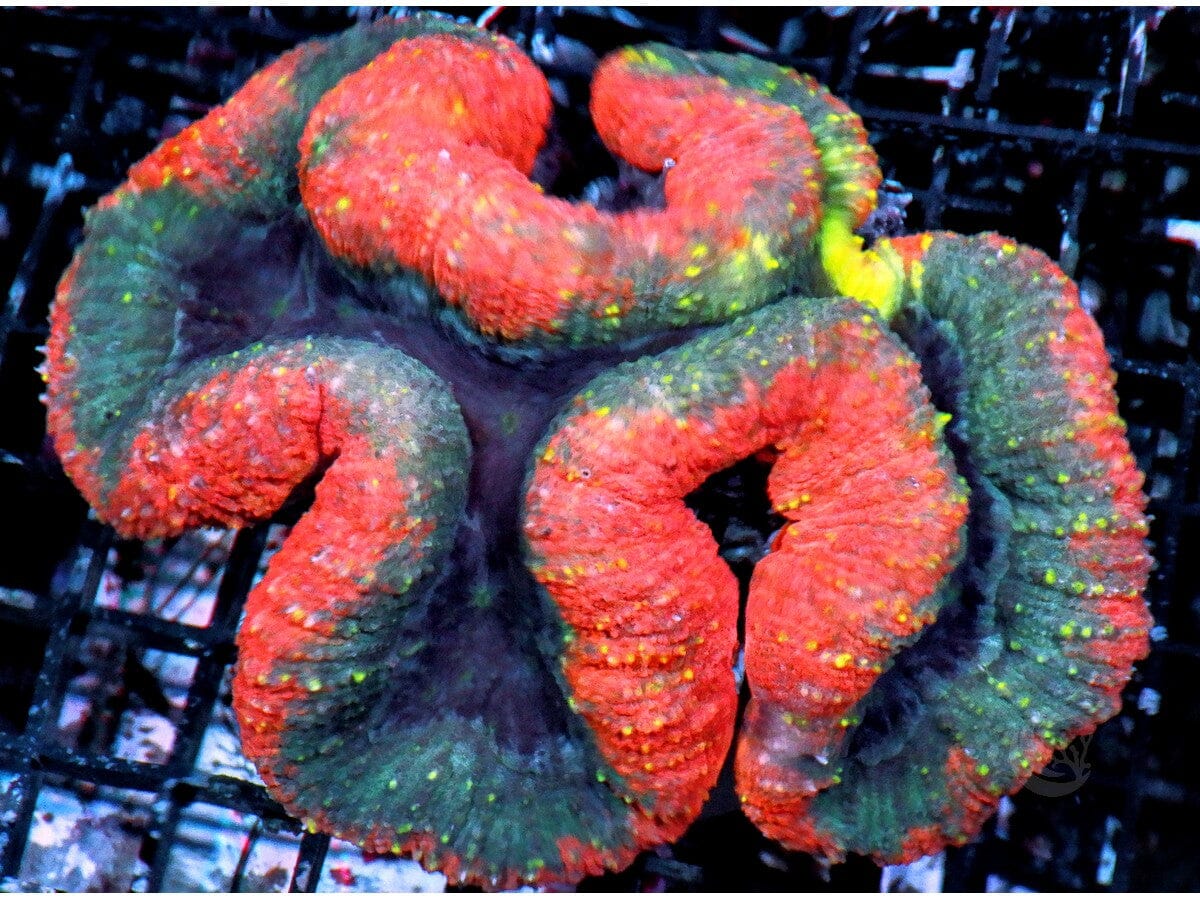 Red-Yellow Lobophyllia 