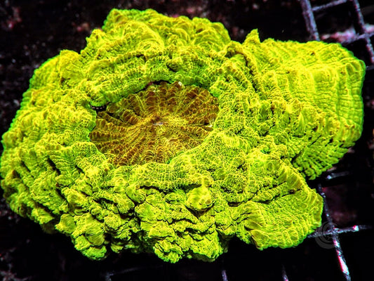 Blazing Sun Acanthophyllia