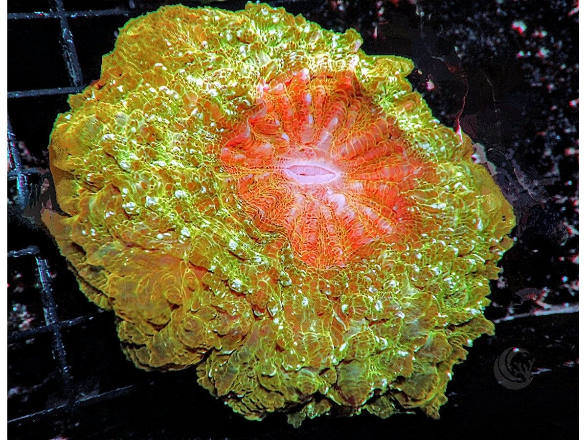 Orange Julius Acanthophyllia