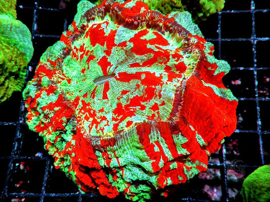 Crazy BiPolar Acanthophyllia