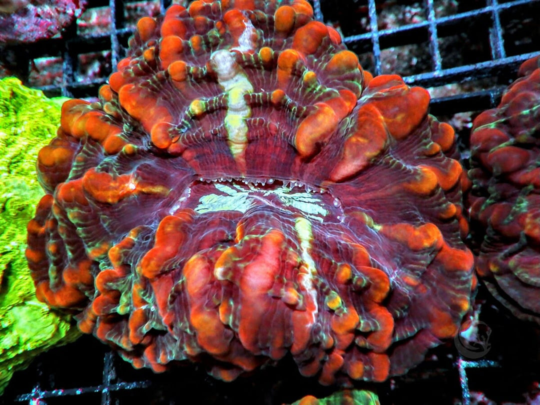 Red Indophyllia