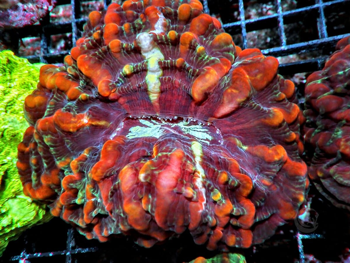 Red Indophyllia