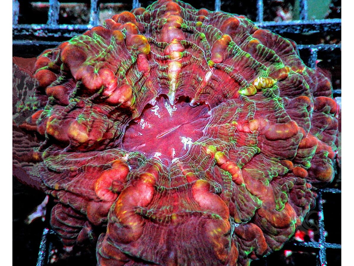 Red Indophyllia