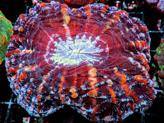 Red Indophyllia