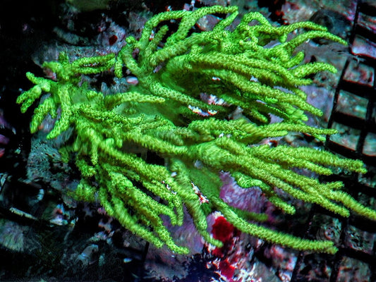 Lime Spaghetti Sinularia Leather