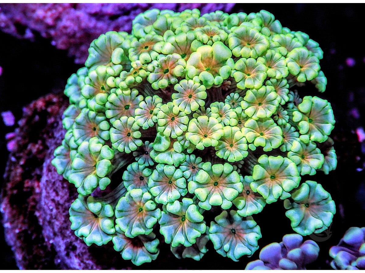 Ultra Alveopora