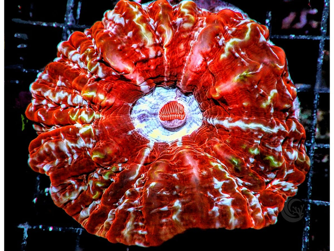 Red Spider Cynarina