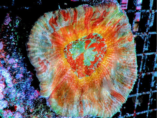 Rainbow Australomussa